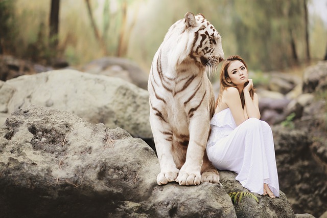 bílý bengálský tygr